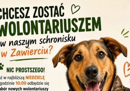 Schronisko w Zawierciu szuka wolontariuszy. W niedzielę odbędzie się nabór i szkolenie