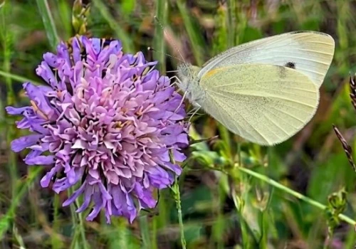 Motyl, którego zna każdy. Bielinek kapustnik skrywa wiele tajemnic