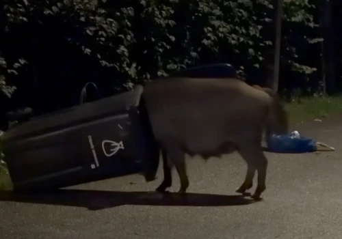 Kolejna nocna biesiada dzików, tym razem na Wawrze. Wygrzebywały ze śmieci wszystko, co nadawało się do zjedzenia