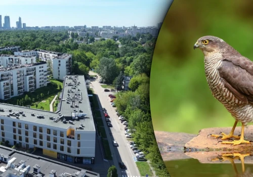 Warszawa chce wyciąć bezcenny Ptasi Zakątek. 200 drzew i 40 gatunków ptaków