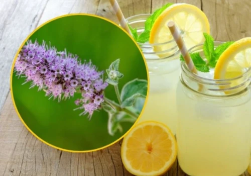 Pojawiły się kwiaty na mięcie? Wyjaśniamy, czy wciąż nadaje się do lemoniady