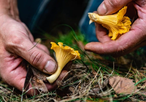 Pełne witaminy A, B i D2. Dostarczą też białka, wzmocnią odporność