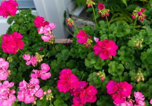 Twoje pelargonie nagle przestały kwitnąć? Ogrodnik zdradza przyczynę