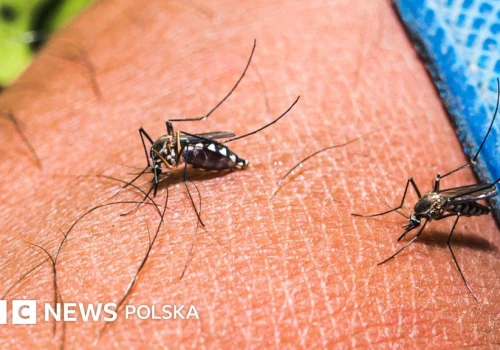 Co sprawia, że komary nie mogą się tobie oprzeć?