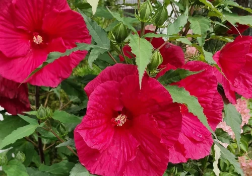 Mój hibiskus co roku ma kwiaty większe od dłoni. Wszystko dzięki temu lipcowemu nawykowi