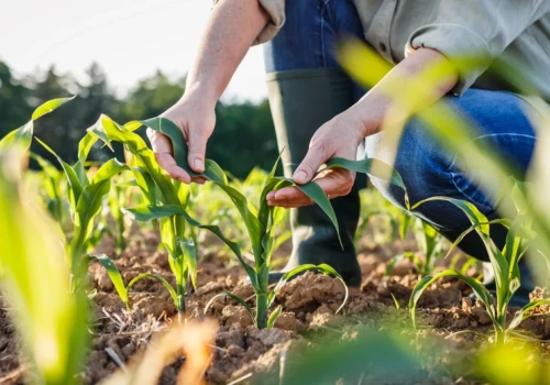 Nie dziki i nie susza. Plantacje kukurydzy w opłakanym stanie przez inny powód