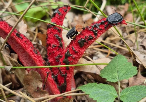 „Palce diabła” w naszych lasach. Cuchną i jest ich coraz więcej!