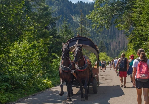 Morskie Oko: 280 koni dopuszczonych do pracy, dwa wycofane po badaniach weterynaryjnych