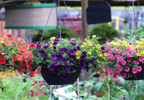 Zapomnij o pelargoniach. Milion dzwonków zamieni balkon w kolorową kaskadę aż do jesieni