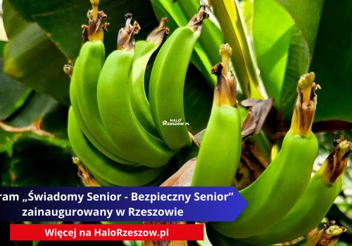 Bananowiec karłowaty zakwitł w Łańcucie. To wyjątkowy sukces polskich ogrodników