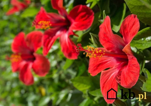Hibiskus nie chce zakwitnąć? Ta domowa odżywka może szybko pomóc
