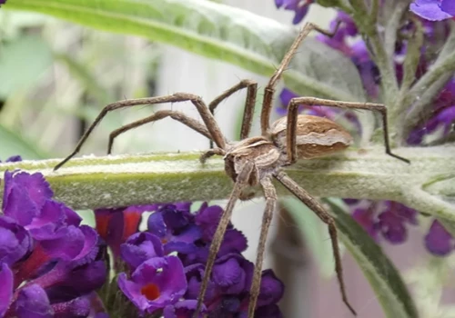 Ogrodowa fauna