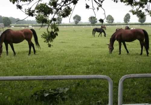 Sprzedają ośrodek ratowania koni. Fundacja szuka większej farmy