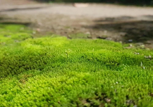 Rozsyp na trawniku zamiast wyrzucać. Mech zacznie znikać, a trawa odzyska lepszy wygląd