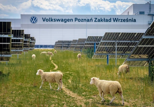 Volkswagen wyrzucił roboty z fabryki w Polsce. Wolał owce