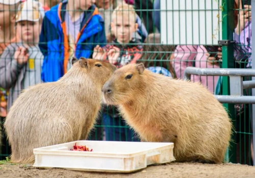 Miłośnicy kapibar opanowali Orientarium. Trwa II Zlot Fanów Kapibary
