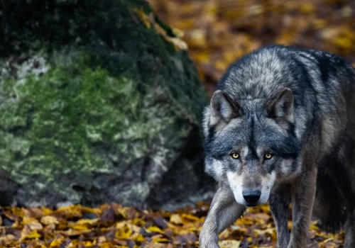 Wilki zaatakowały owce. Burmistrz zakazał harcerzom wstępu do lasów