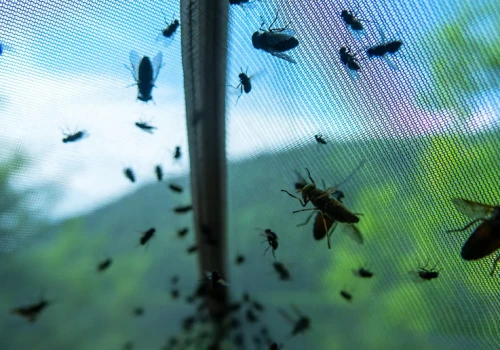 Plaga nad polskimi wodami. Gryzą, powodują obrzęki i krwawe rany
