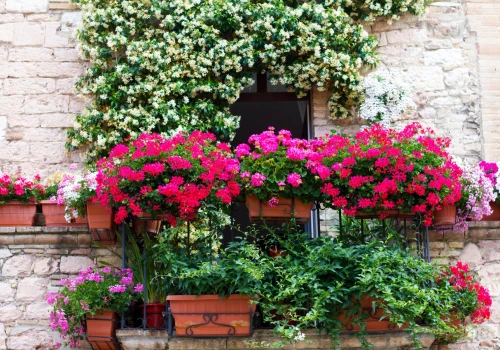Najpiękniej pachnące kwiaty na balkon. 5 roślin, które zamienią go w aromatyczną oazę