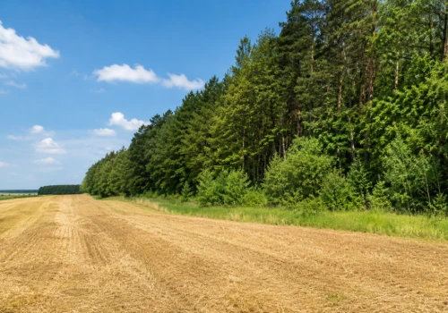 Wsparcie na zalesianie i systemy rolno-leśne. Zostało niewiele czasu