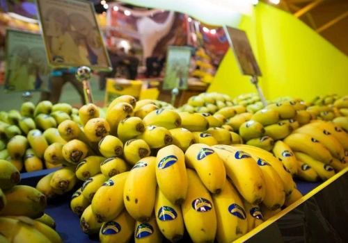 Kryzys na rynku bananów z Wysp Kanaryjskich: ceny spadają, a prognozy są fatalne