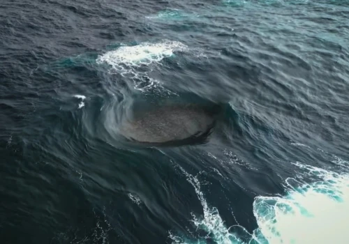 Ewolucja w głębinach oceanów przebiega, jak na obcej planecie. Jest przyspieszona, a jej owoce spędzają naukowcom sen z powiek