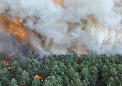 Wielki pożar niszczy lasy Fontainebleau. Spłonęło już 800 hektarów, cały rejon zamknięty
