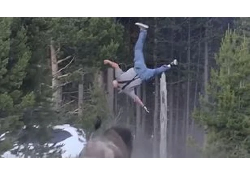 Przerażający atak bizona w Yellowstone. Turysta wyleciał 2,5 metra w górę