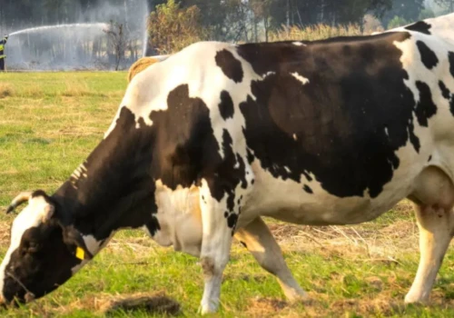 Jak jedna krowa zabiła 300 osób
