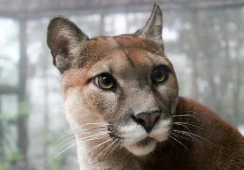 Puma buszowała pod domami w Polanowie. Wiadomo, gdzie teraz trafi drapieżnik