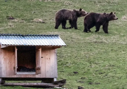 Niedźwiedzie pod domami. Co zmieni nowe prawo