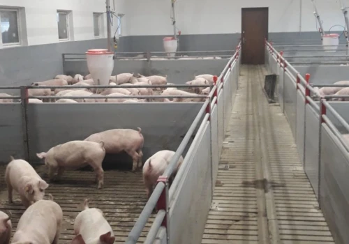Najniższe ceny tuczników od 2022 r. Hodowcy obawiają się dalszych spadków