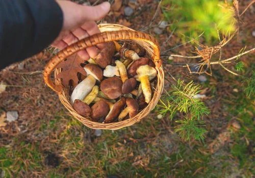 Wysyp grzybów już trwa. W tych miejscach jest ich najwięcej