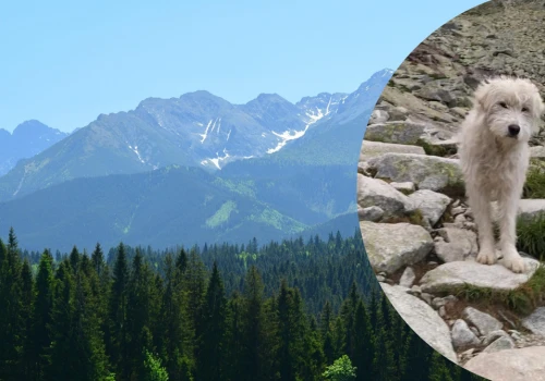 Samotny pies przemierzył Tatry. Pokonał dziesiątki kilometrów górskich szlaków