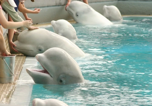Beluga w Marineland uratowały je w ostatniej chwili