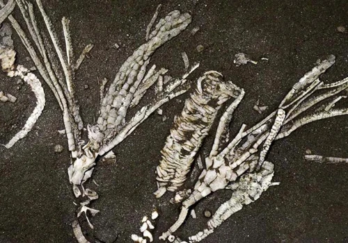 Paleontolodzy dokonali odkrycia jednego na milion. W skamielinie starszej od dinozaurów odnaleźli tkanki miękkie