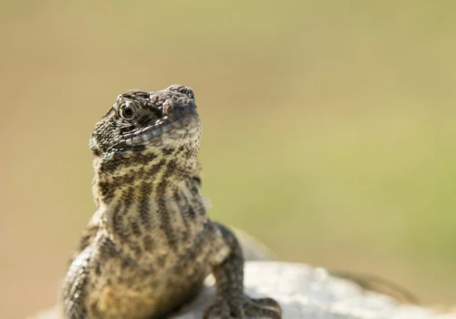 Niepozorny gad staje się groźnym gatunkiem inwazyjnym. Jest już wszędzie