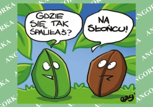 Zmiany klimatu zagrażają kawie. Naukowcy szukają ratunku dla arabiki