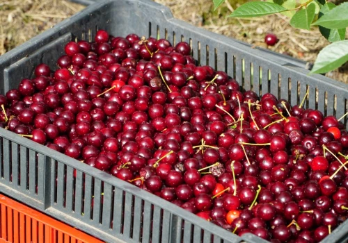 Ceny wiśni na mrożenie rosną. Skupy podniosły stawki do 5,00 zł/kg