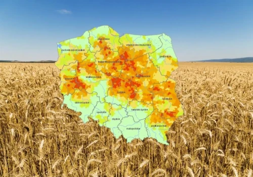 Susza rolnicza obejmuje już 65% gmin w Polsce. Jakie uprawy są najbardziej zagrożone?