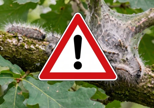 Zmiana klimatu to nie tylko pogoda. W Polsce szaleje niebezpieczny szkodnik