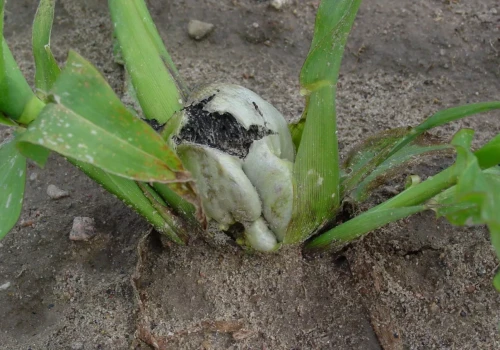 Głownia pyląca kukurydzy coraz częściej grozi plantacjom. Jak jej uniknąć