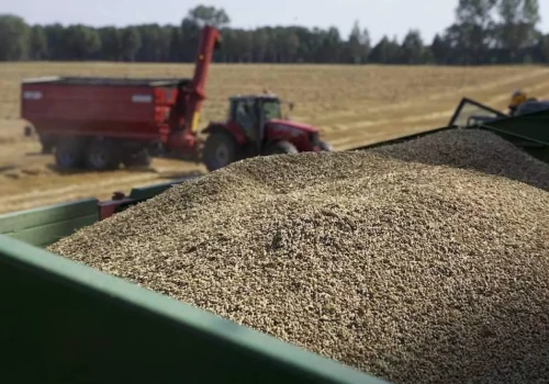 Ile zapłacą za pszenicę w żniwa? Eksperci podali pierwsze stawki