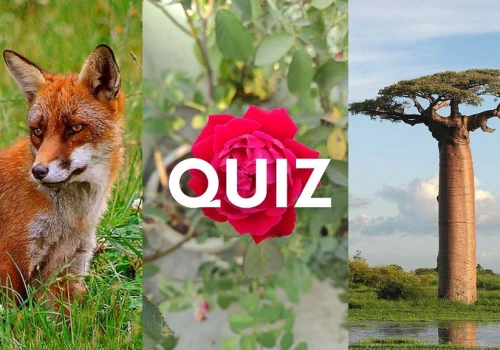 Quiz wiedzy. Obrazki podpowiadają tytuł lektury, ty wskaż jej autora!