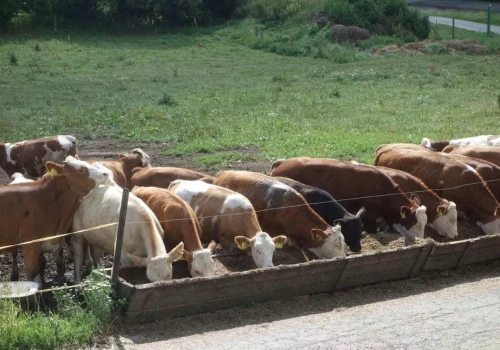 Ceny bydła w dół nawet o 1 zł/kg. Ile dziś płacą zakłady?