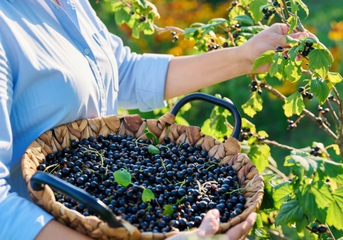 Zapomniany skarb z polskich ogródków. Czarna porzeczka wraca do łask