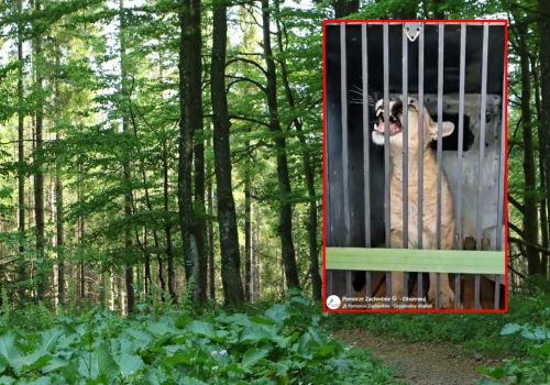 Puma spod Polanowa trafiła do zoo. Zwierzę czeka 30 dni kwarantanny