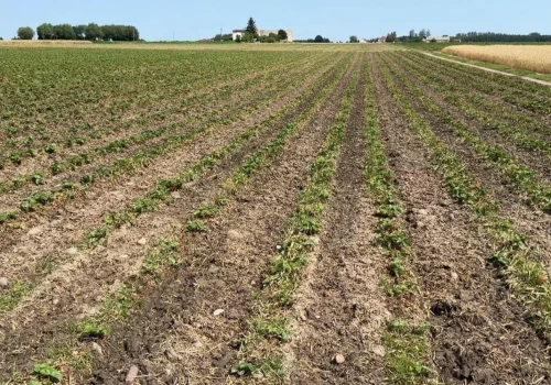 Truskawka gruntowa po skoszeniu liści – co teraz? Komunikat jagodowy Timac Agro (15.07.2026)