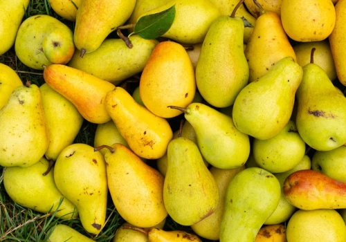 Gniją na trawniku, a są pyszne. W lipcu robię z nich przetwory na całą zimę