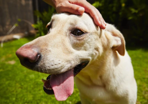 Dbajmy psy w upały
